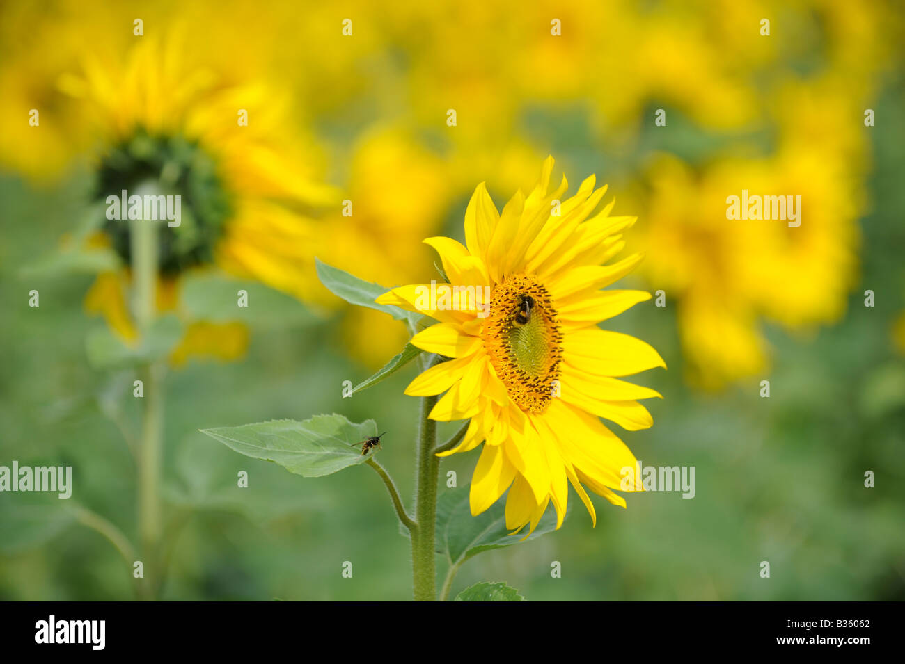 Commercially grown sunflowers in a West Sussex field near Crawley