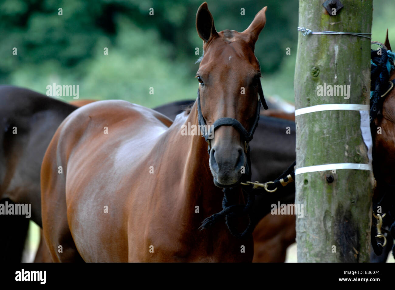 Horse Stock Photo
