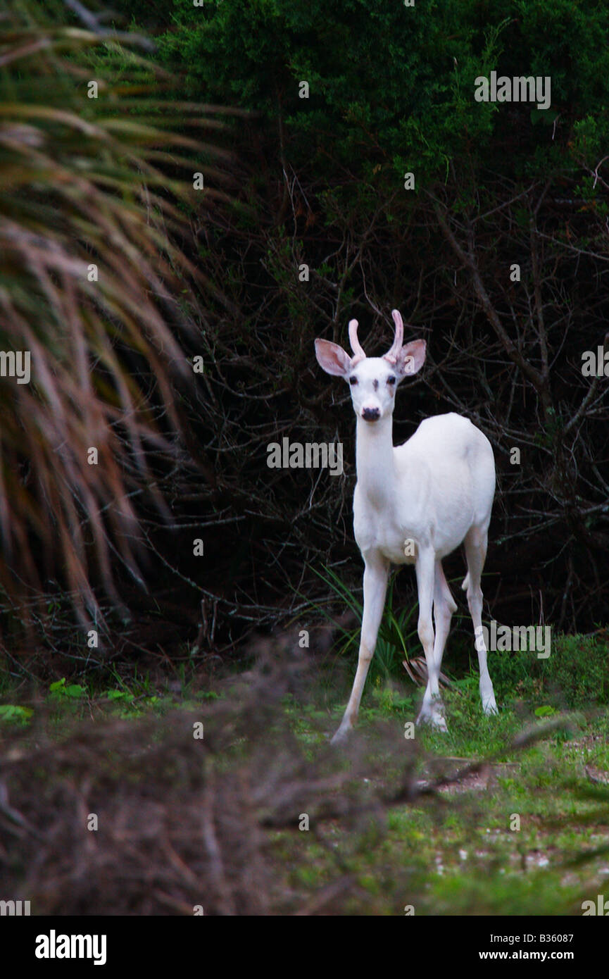 Pure white deer buck grazing on Cumberland Island These deer