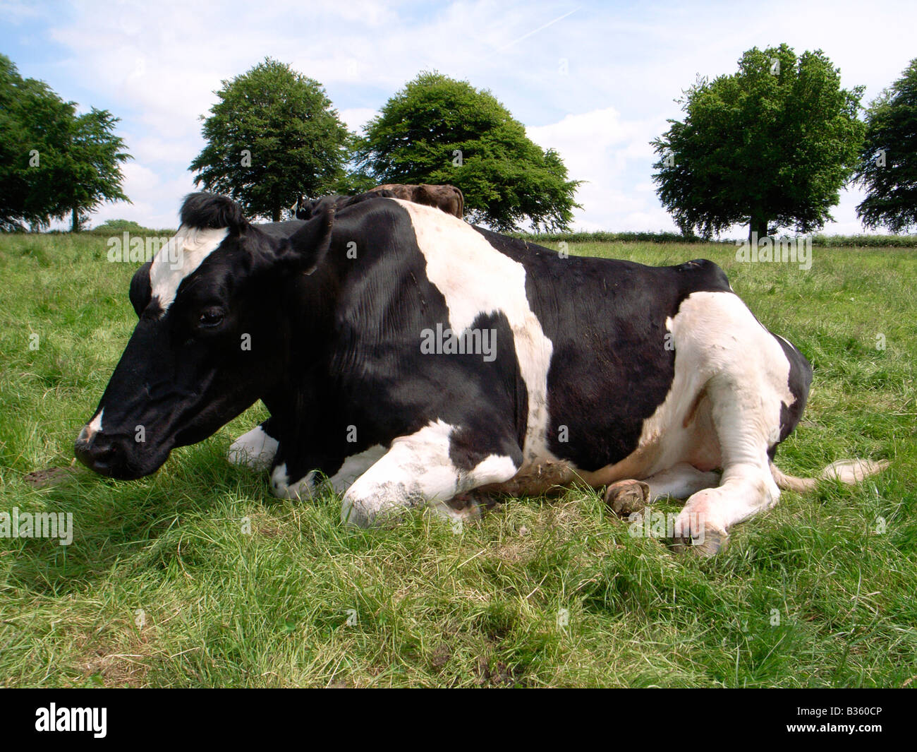 Holstein cow hi-res stock photography and images - Alamy