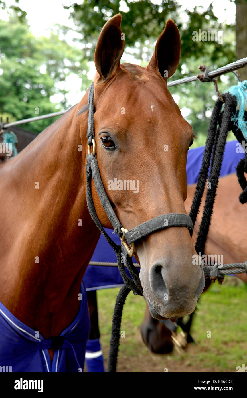Polo Pony Stock Photo