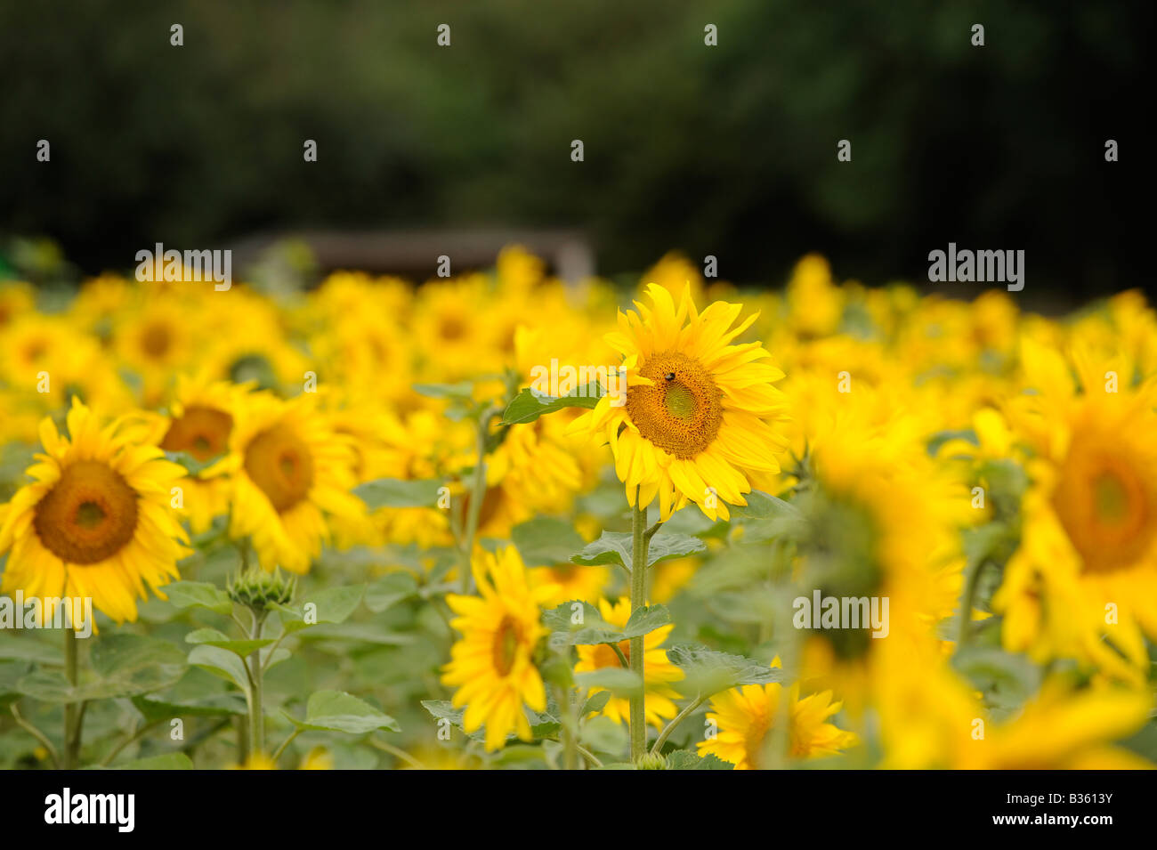 Commercially grown sunflowers in a West Sussex field near Crawley. Picture by Jim Holden. Stock Photo