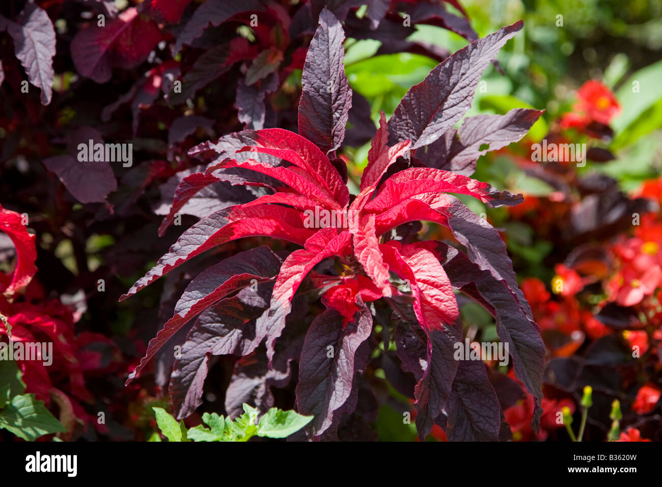Close up of Amaranthus Tricolor 'Early Splendor' Stock Photo
