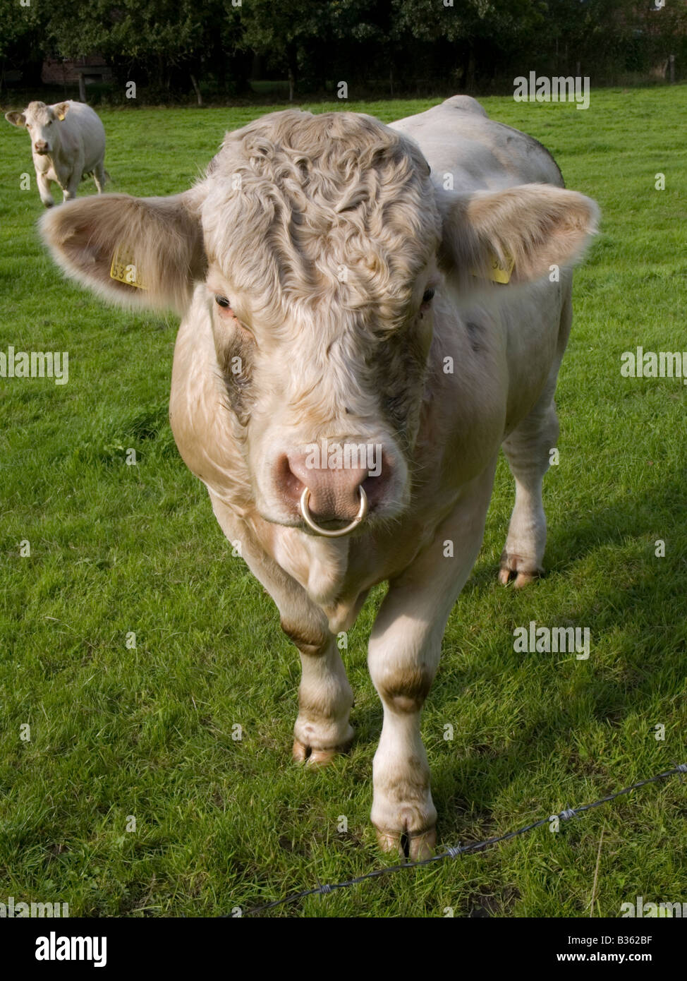 Charolais Bull on a pasture in North Germany. Stock Photo