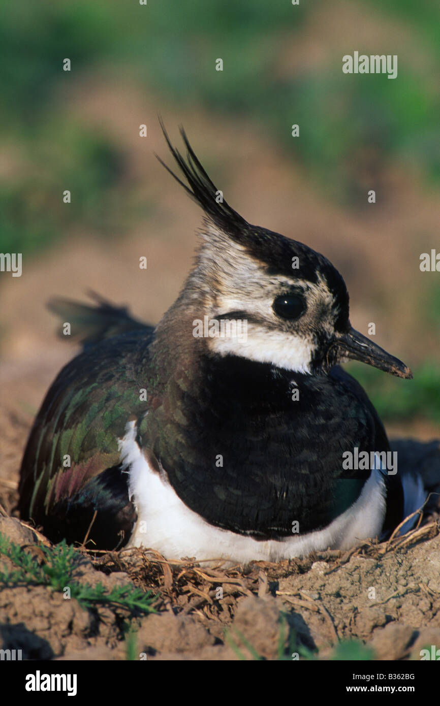 Nesting Lapwing on arable ground Beeches Farm Flintshire Stock Photo