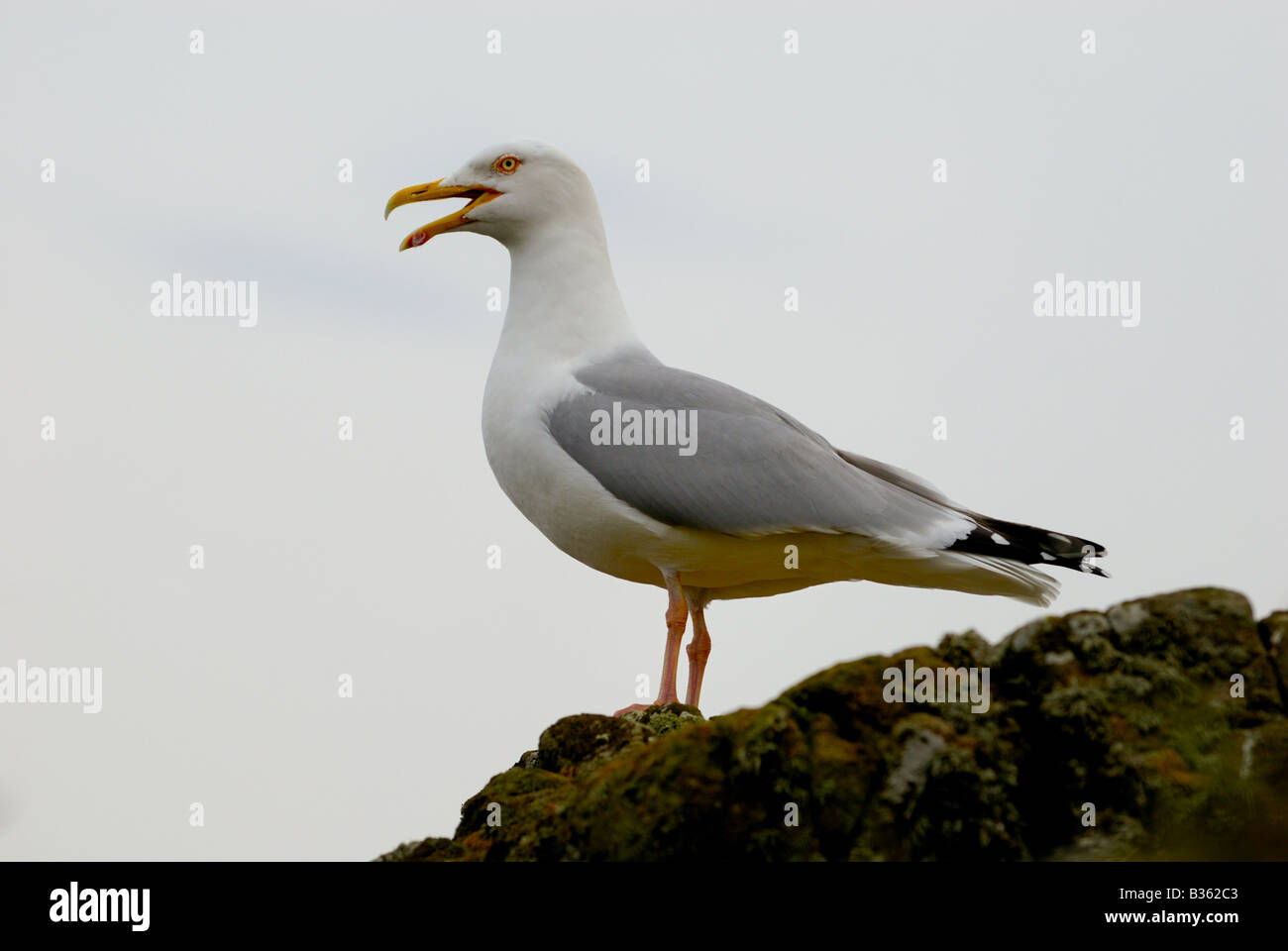 A Herring Gull, Larus argentatus, calling from the top of a cliff on