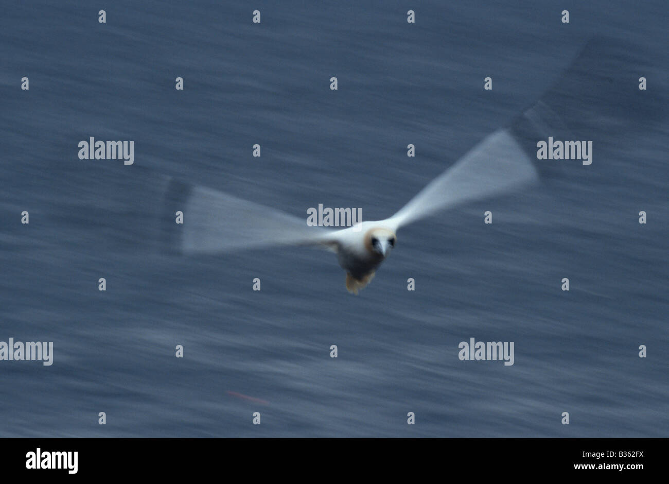 Gannet in flight Sula bassana, Wales, UK Stock Photo