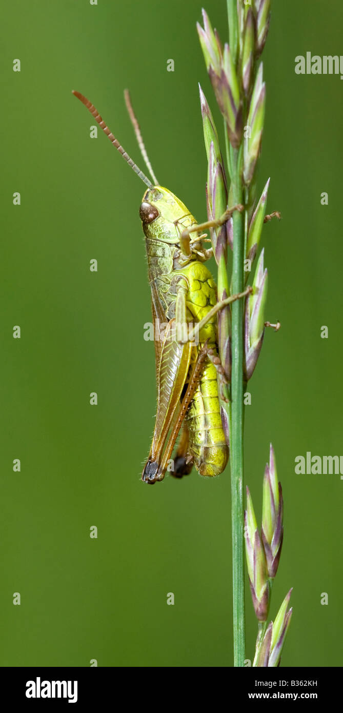 Meadow Grasshopper (Chorthippus parallelus) close up Stock Photo