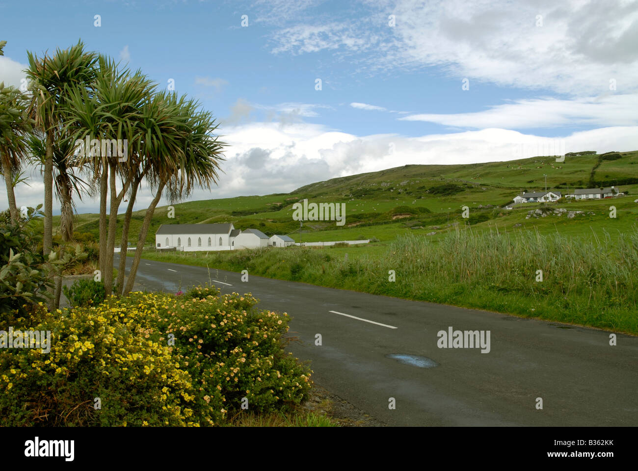 Road and Palm trees, Inishowen Peninsular, Ireland Stock Photo Alamy