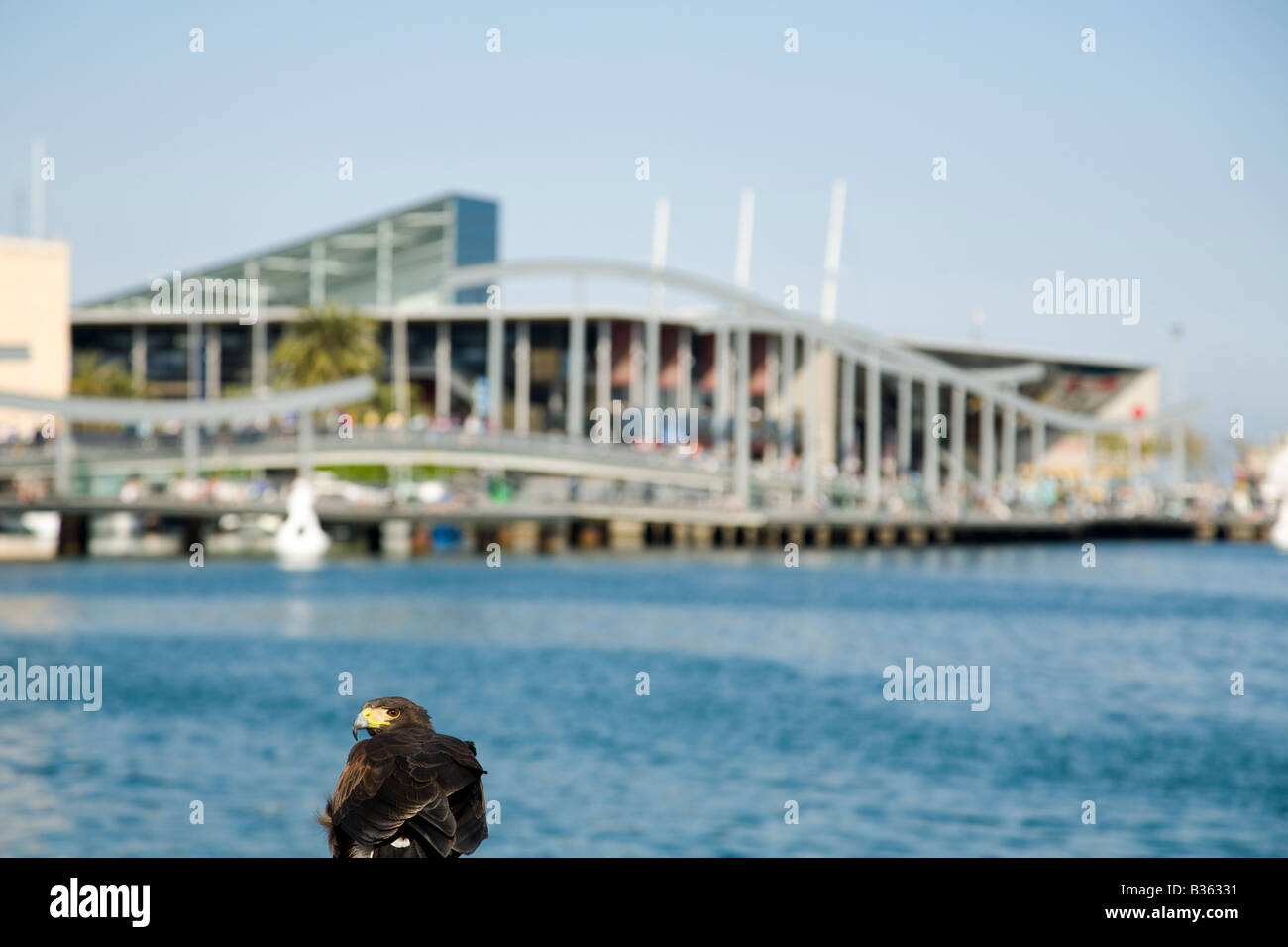 SPAIN Barcelona Hawk tethered to railing overlooking Maremagnum shopping and aquarium complex in Marina Port Vell Stock Photo