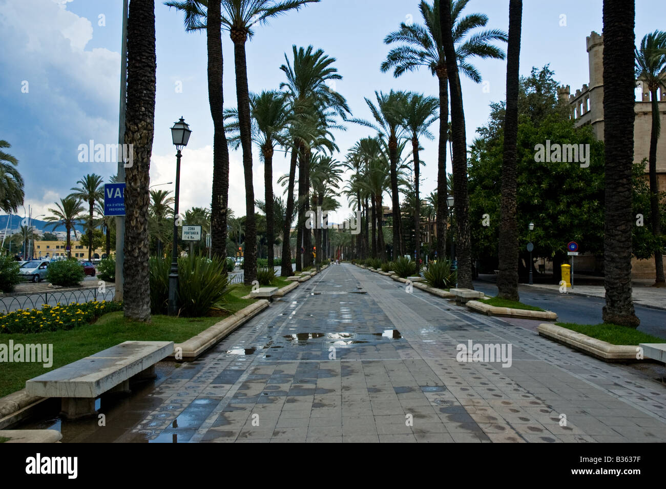 A Pedestrianised Boulevard lined with Palm Trees after a storm in Palma de Mallorca Stock Photo