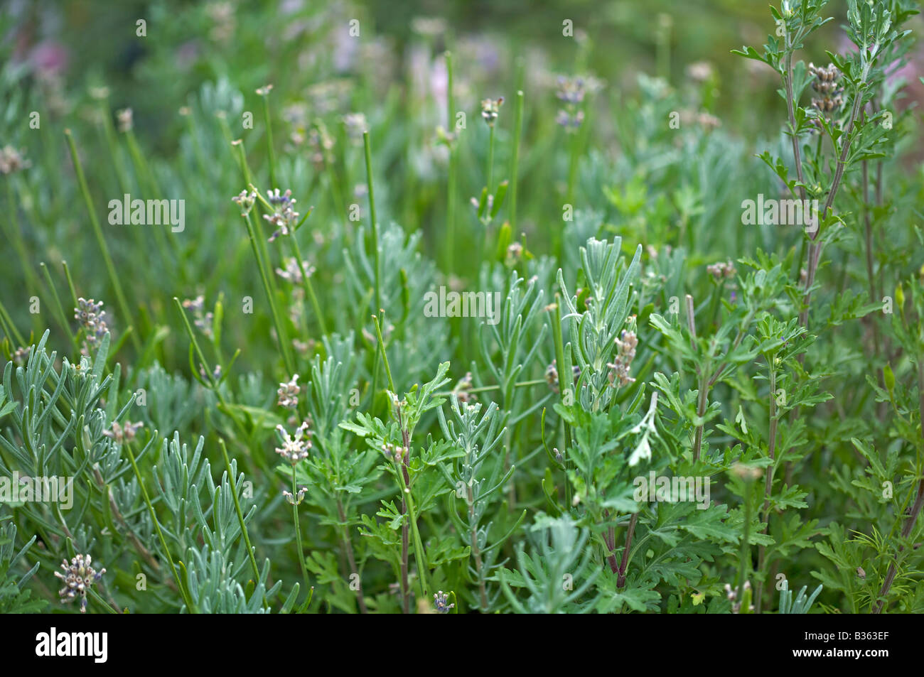 Lavender, Lavandula foliage Stock Photo