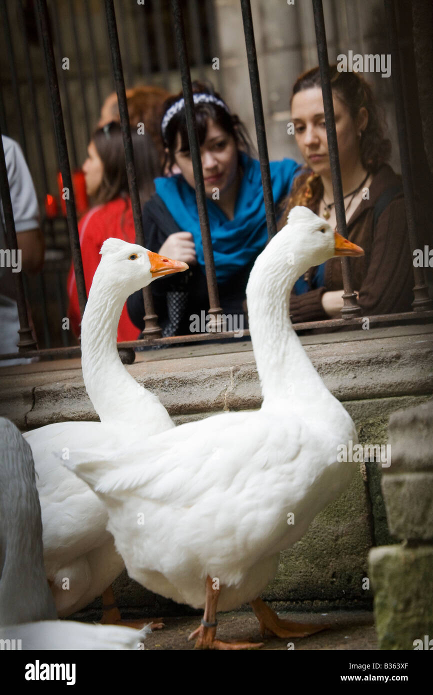 SPAIN Barcelona White resident geese used as alarm system in cloister of Cathedral of Barcelona visitors look through metal bars Stock Photo