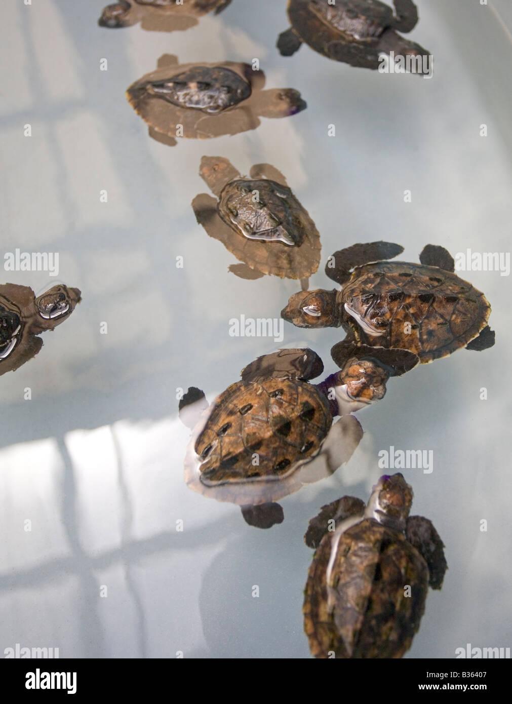 Baby Hawksbill turtles at the Oldhegg Turtle Sanctuary in Bequia West Indies Stock Photo
