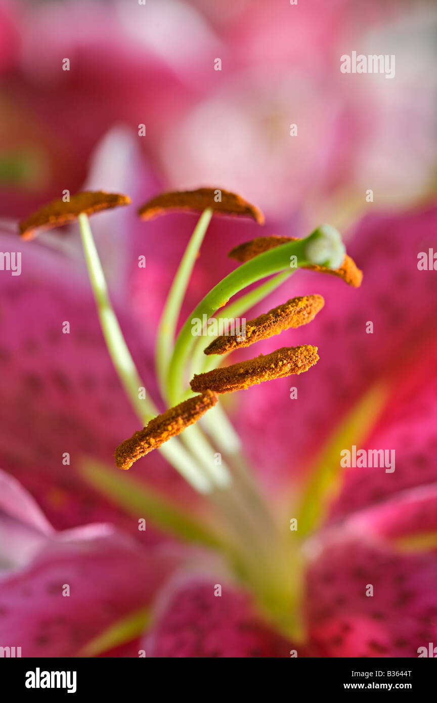 Stargazer lily, Lilium speciosum rubrum close up Stock Photo