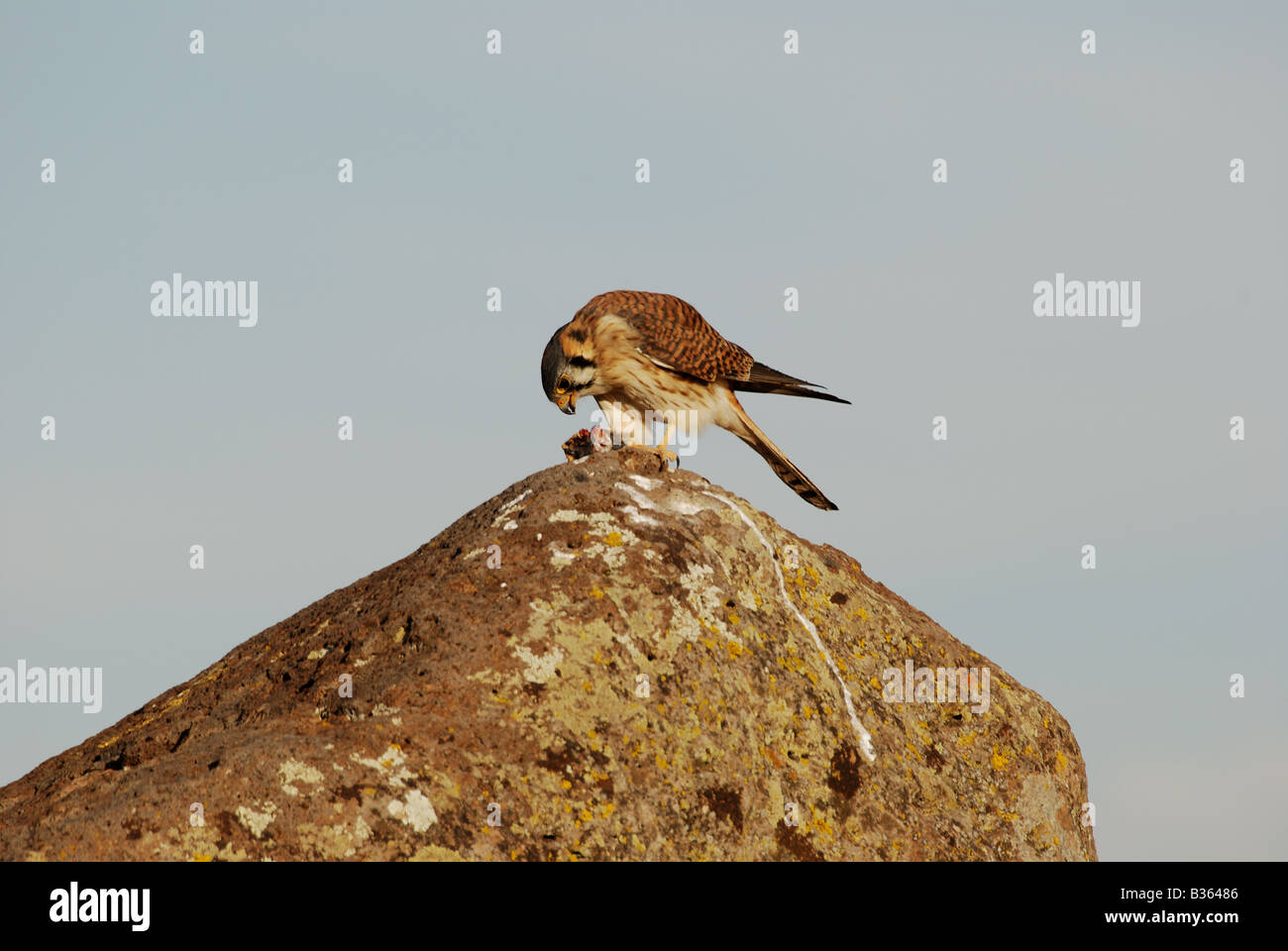 Peru, bird eating at ancient ruins at Sillustani Stock Photo