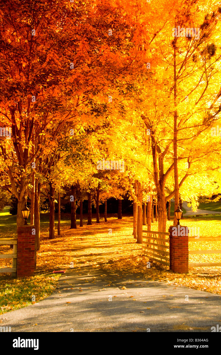 Fall scene an alley lined with changing trees Stock Photo - Alamy