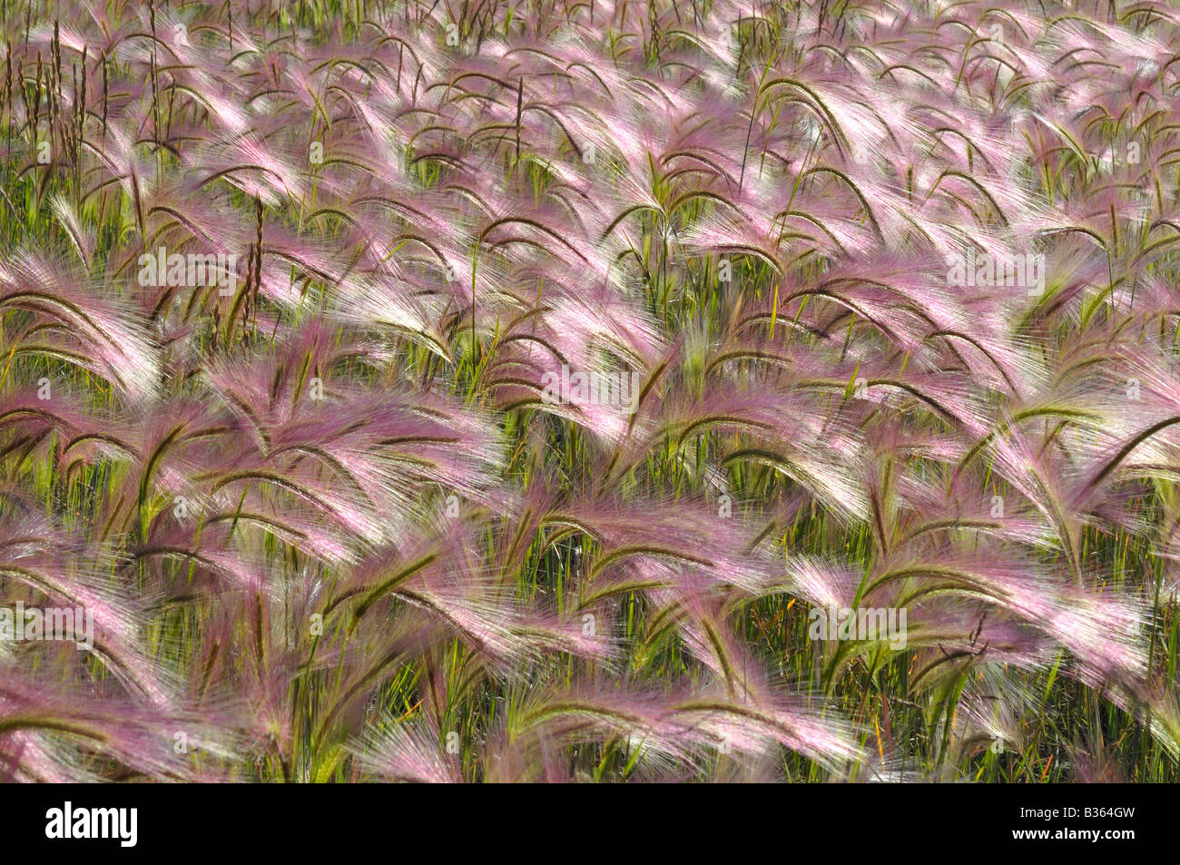Foxtail grass hires stock photography and images Alamy