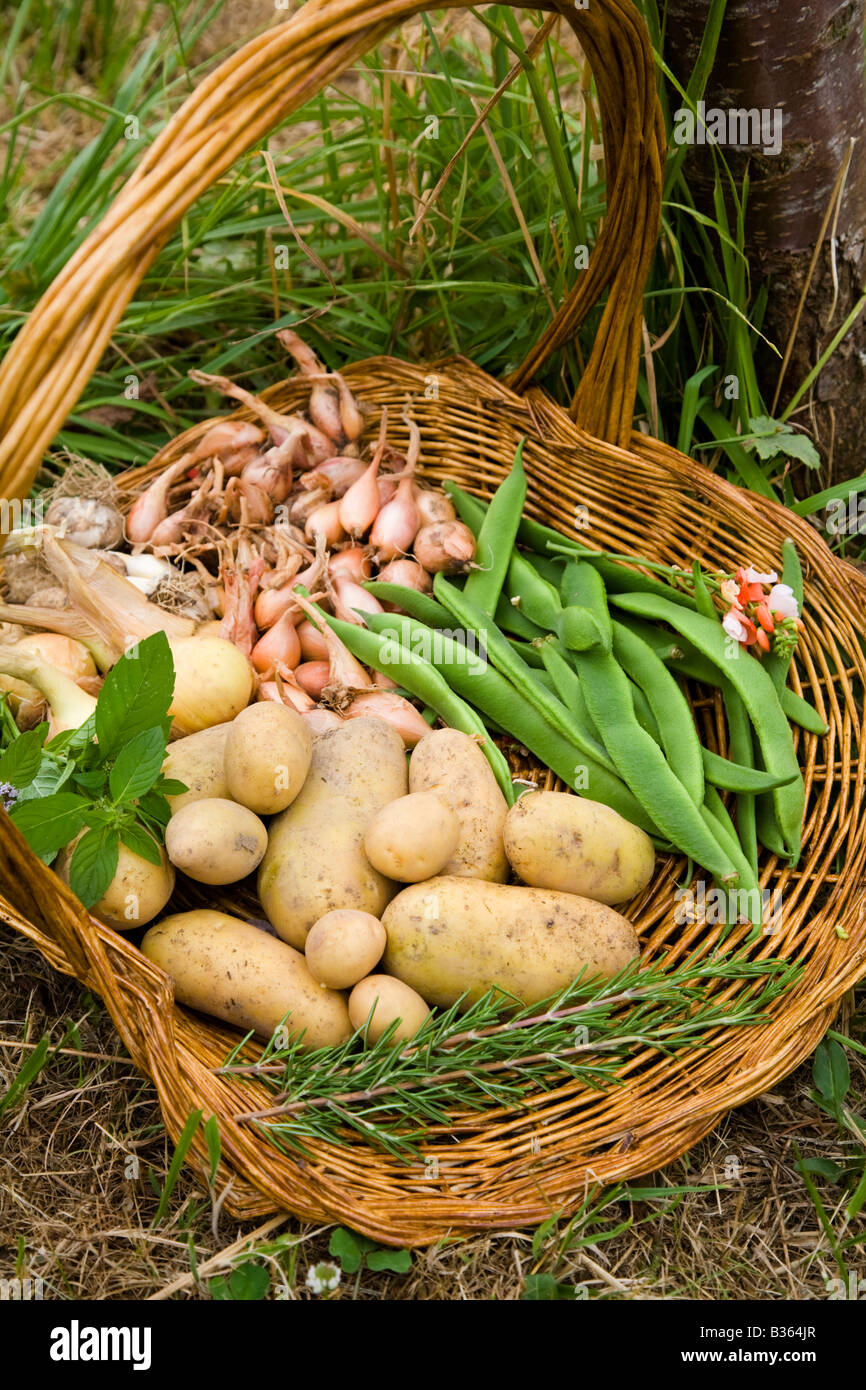Fresh organic produce in wicker basket Stock Photo Alamy
