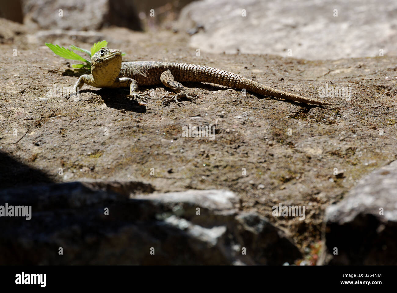 Peru, gekko on ancient ruins in Machu Picchu Stock Photo