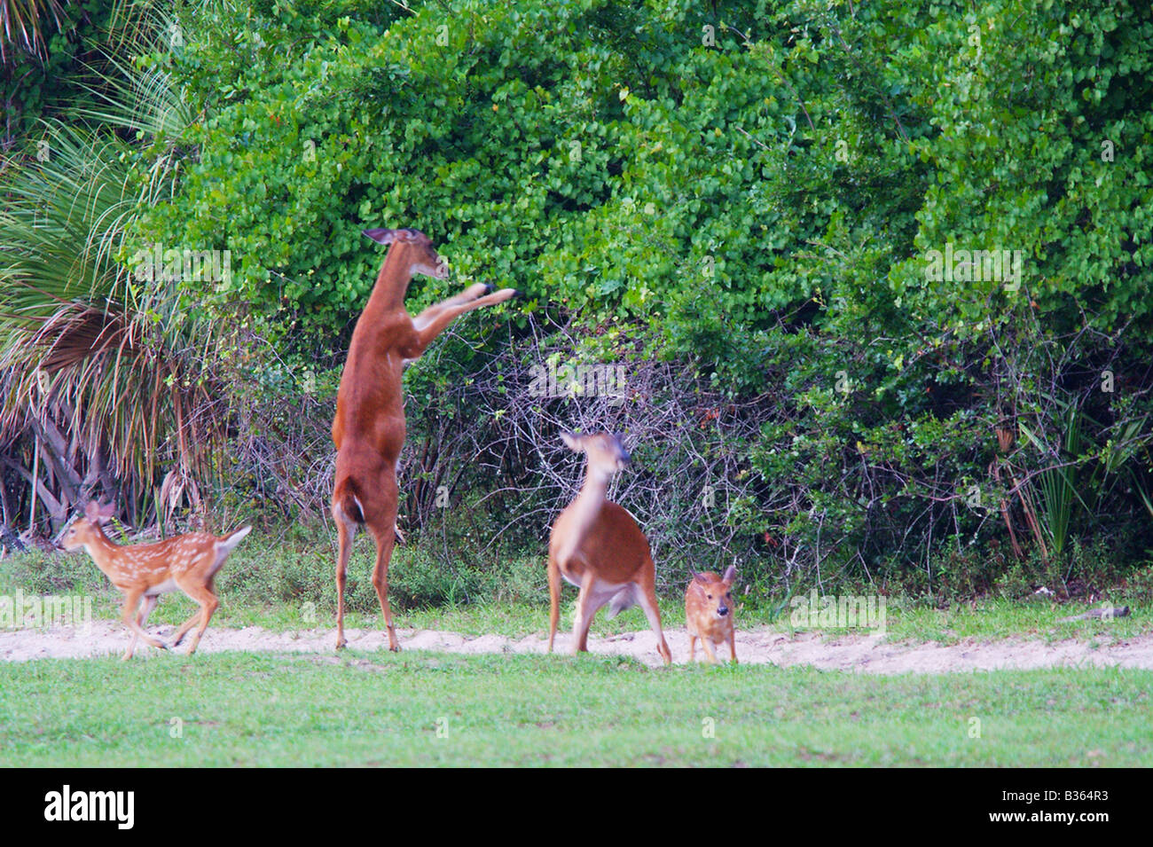 A white-tailed deer raises up on it's hind legs with three other deer in the picture. Stock Photo