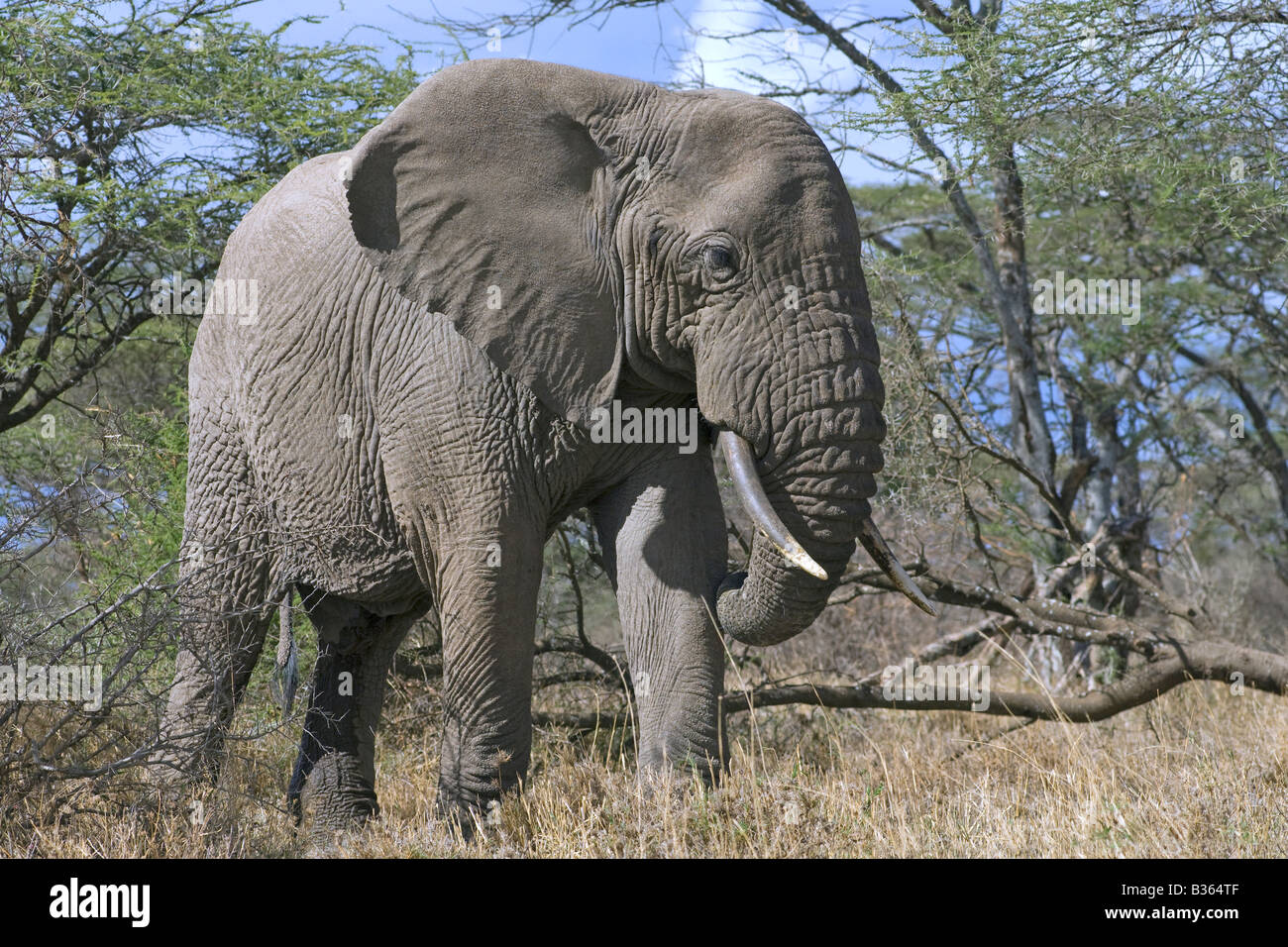 African elephant bull (Loxodonta africana) feeding in dense Acacia bushland, Ndutu, Ngorongoro, Tanzania Stock Photo