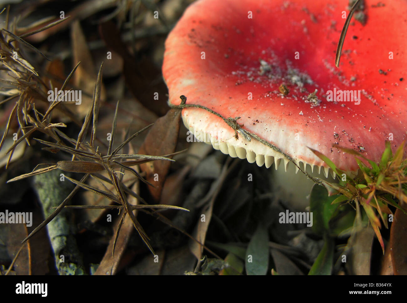 Red Poisonous Mushrooms
