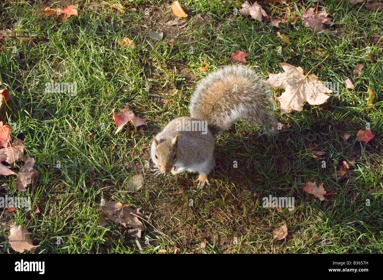 Gray squirrel in Boston Common Stock Photo