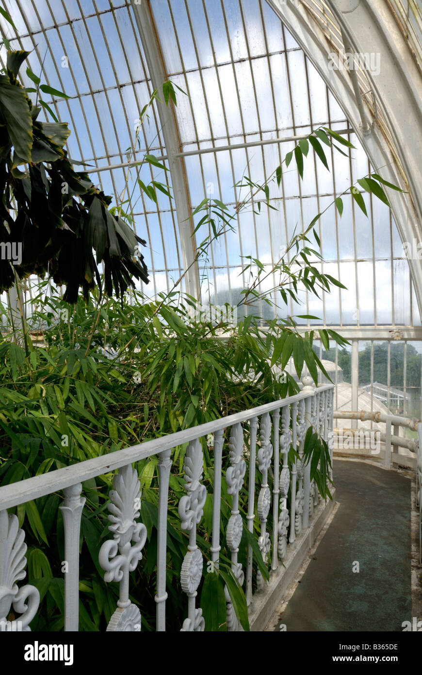 England, London, plants in palm house at Kew Gardens Stock Photo Alamy