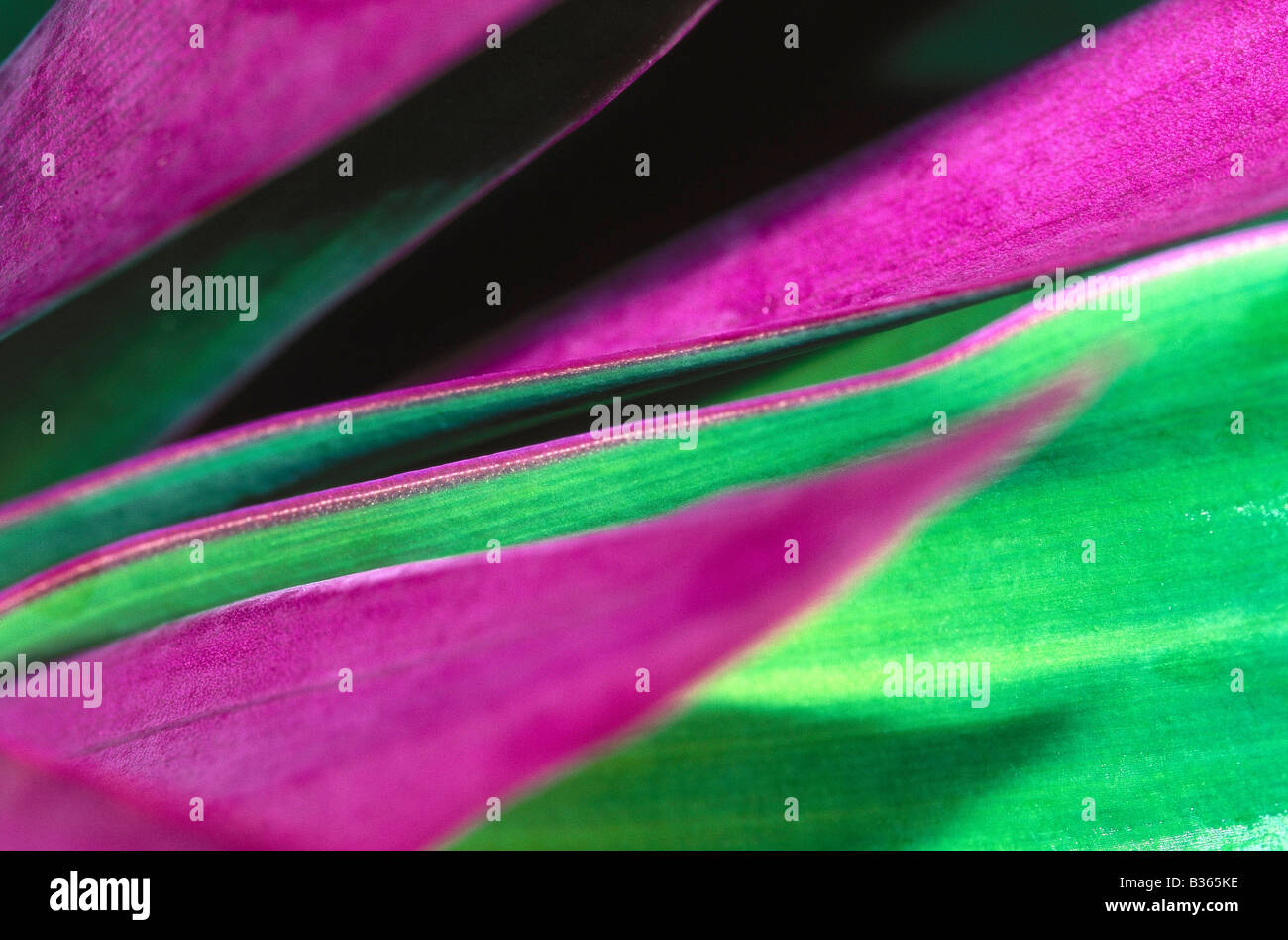 Tropical plant graphic hi-res stock photography and images - Alamy