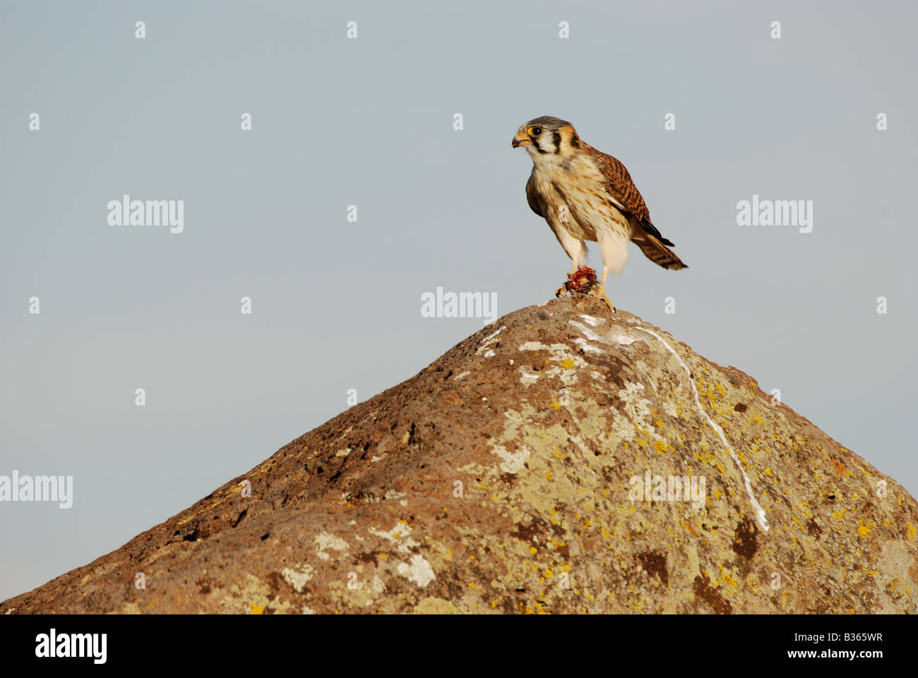 Peru, bird eating at ancient ruins at Sillustani Stock Photo