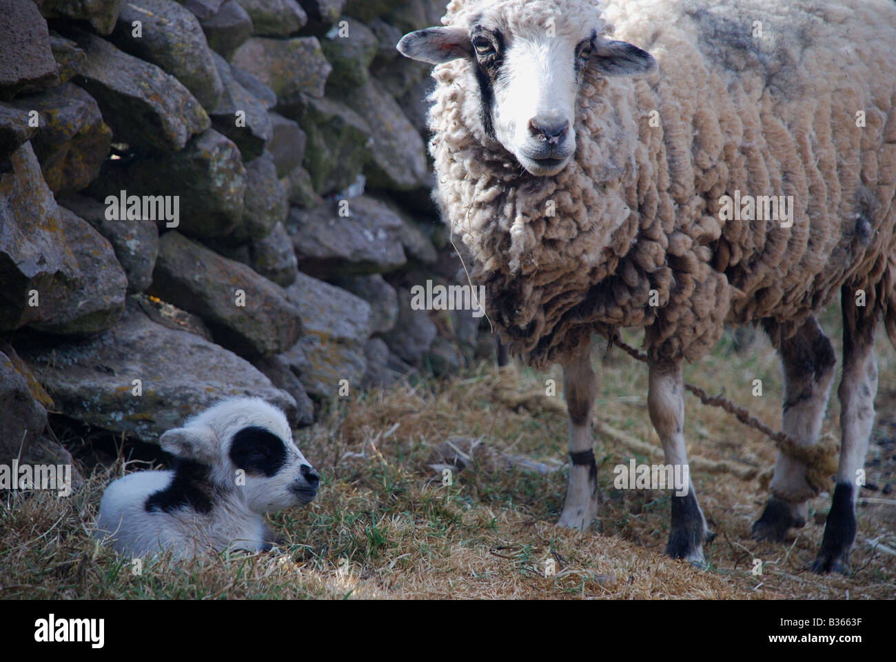 Peru, baby and mom sheep on Isla Taquile on Lake Titicaca Stock Photo