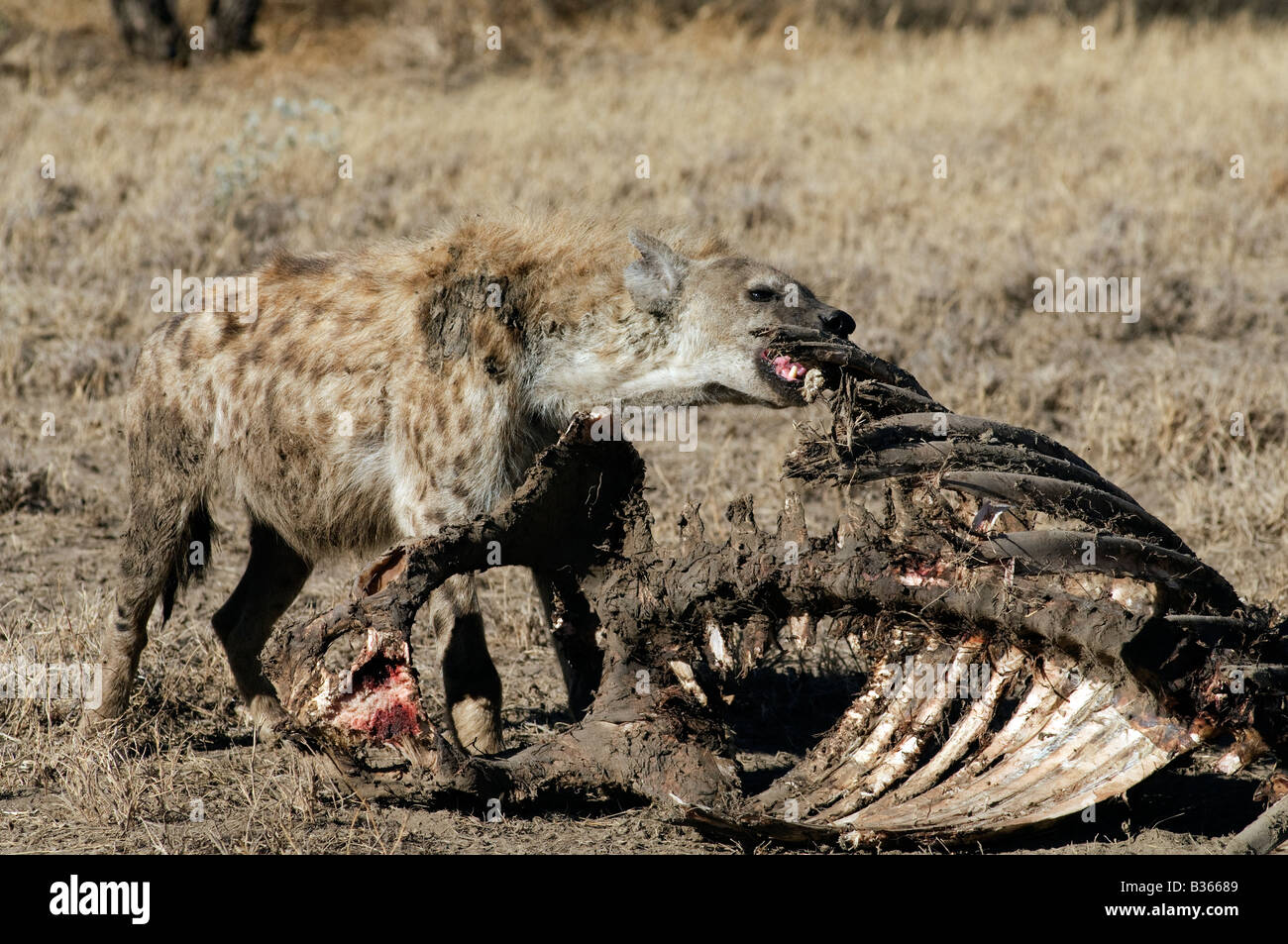 Spotted Hyena (Crocuta crocuta) eating a giraffe's ribcage, Ndutu, Ngorongoro Tanzania Stock Photo