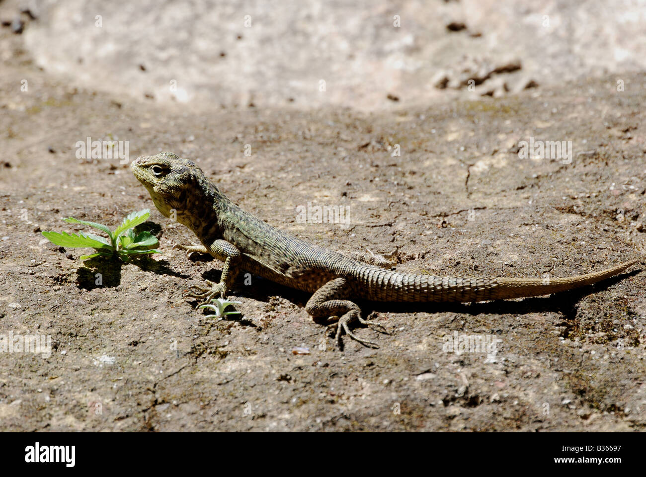 Peru, gekko on ancient ruins in Machu Picchu Stock Photo