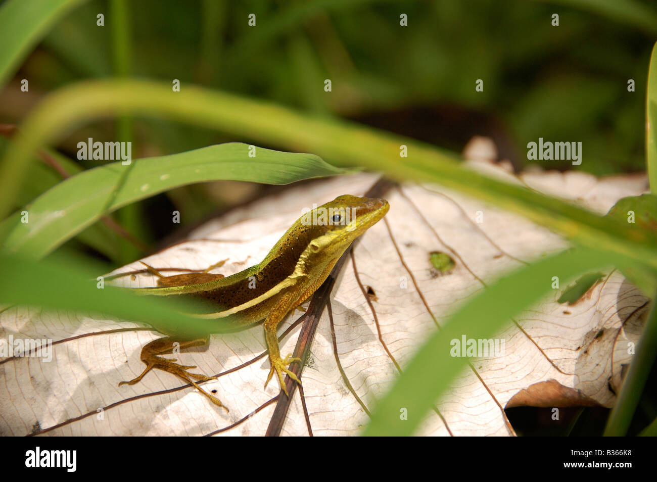 A yellow and brown striped lizard sitting on the underside of a leaf