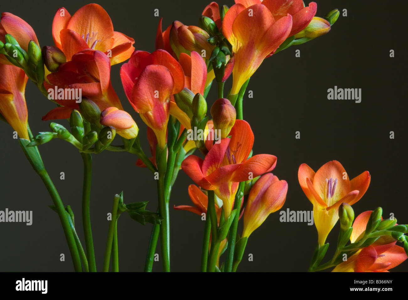 cut red freesia flowers photographed low key Stock Photo