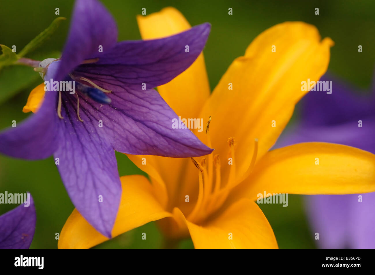 A purple Brodiaea, also called Grassnut or Ithuriel's Spear, sitting in front of a yellow Day Lily. Stock Photo