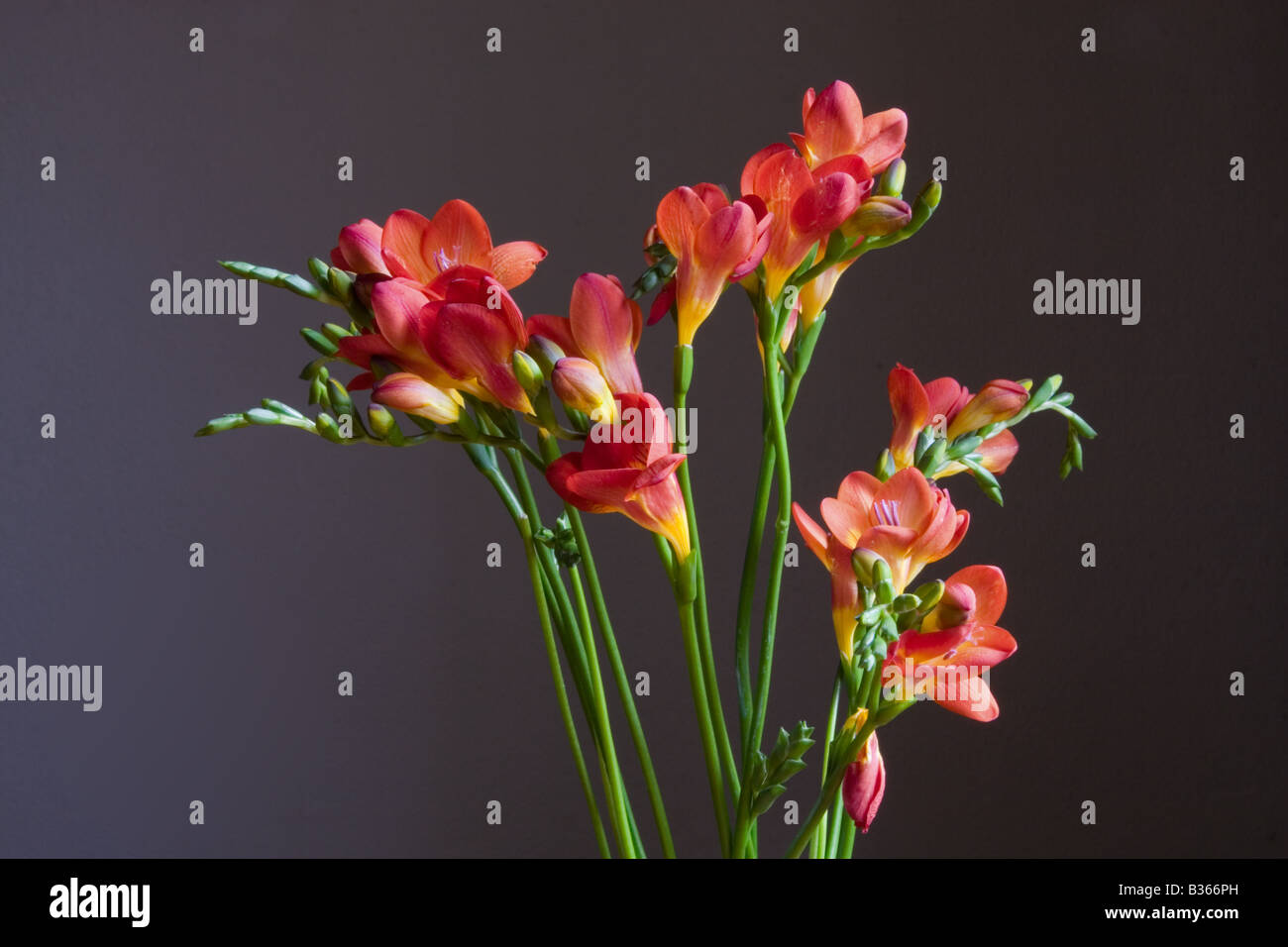 cut red freesia flowers photographed low key Stock Photo