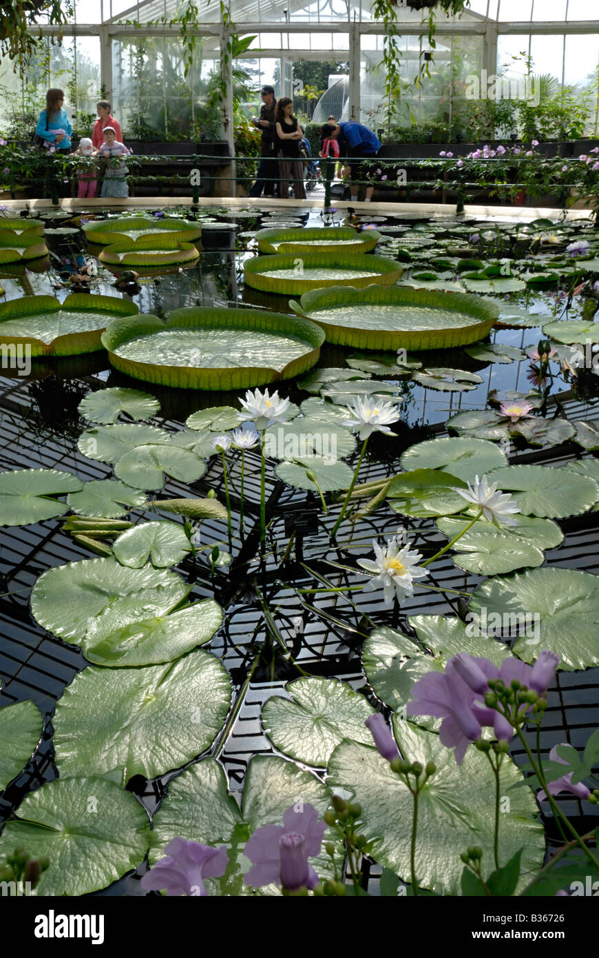 England, London, water plants at “waterlily house”, Kew Gardens Stock Photo