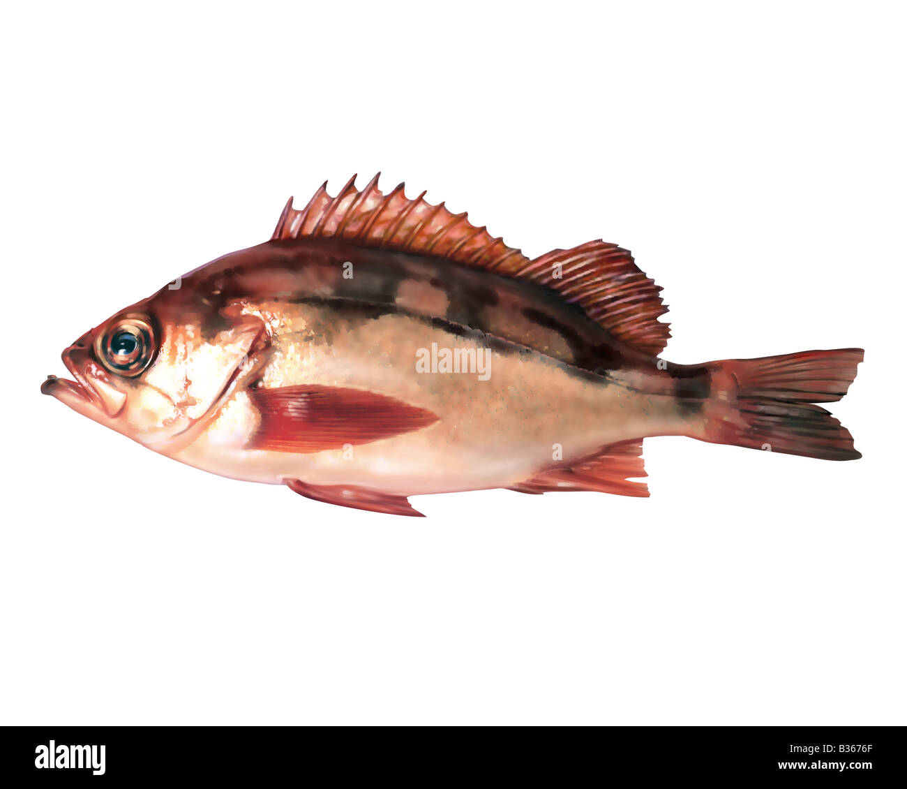 Darkbanded rockfish Cut Out Stock Images & Pictures Alamy