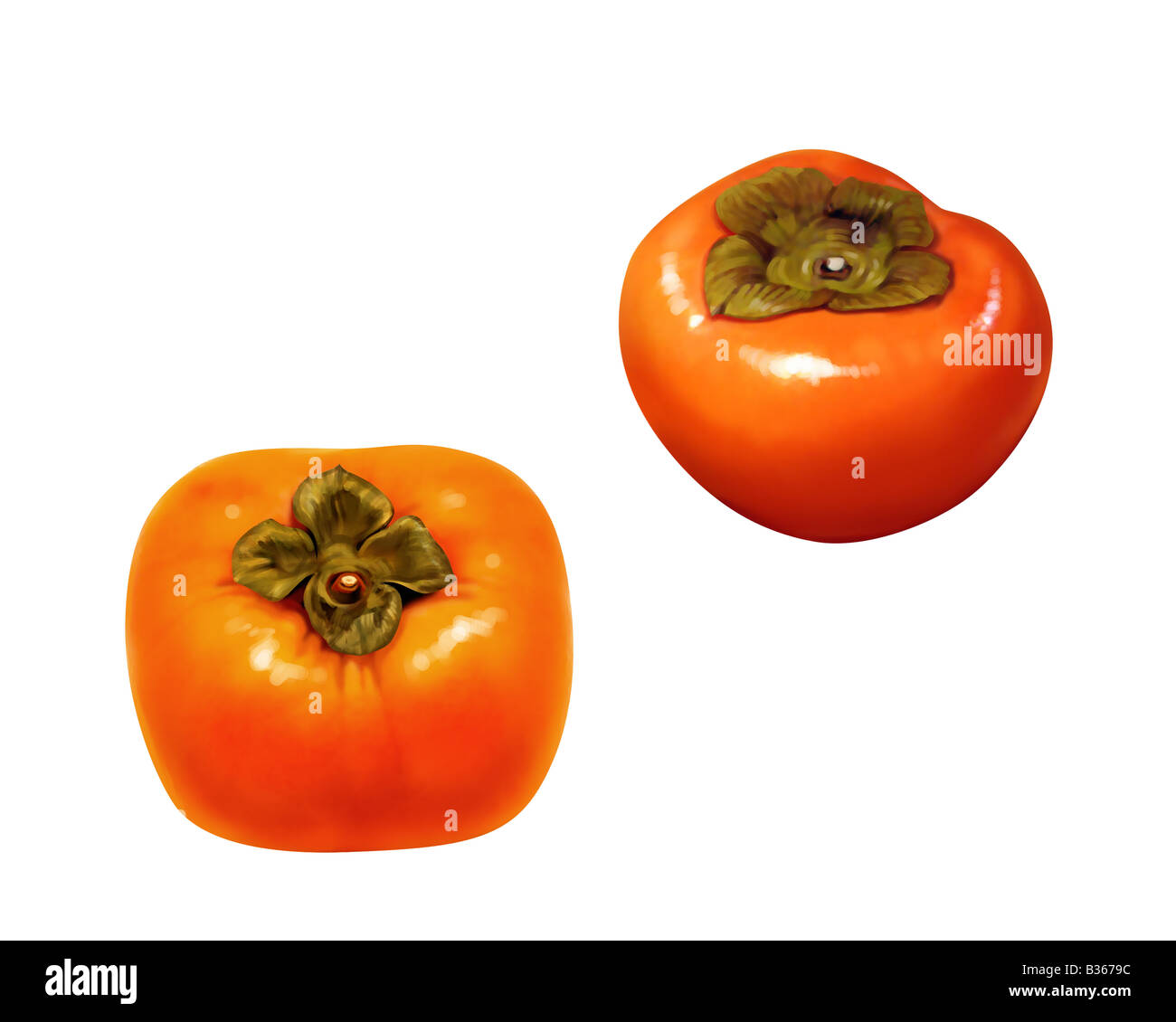 Persimmon illustration hires stock photography and images Alamy