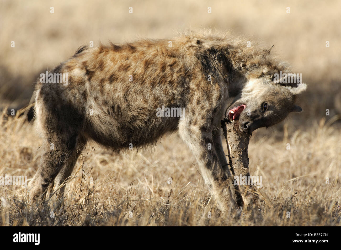Spotted Hyena (Crocuta crocuta) eating a bone from a giraffe leg in Ndutu Ngorongoro Tanzania Stock Photo