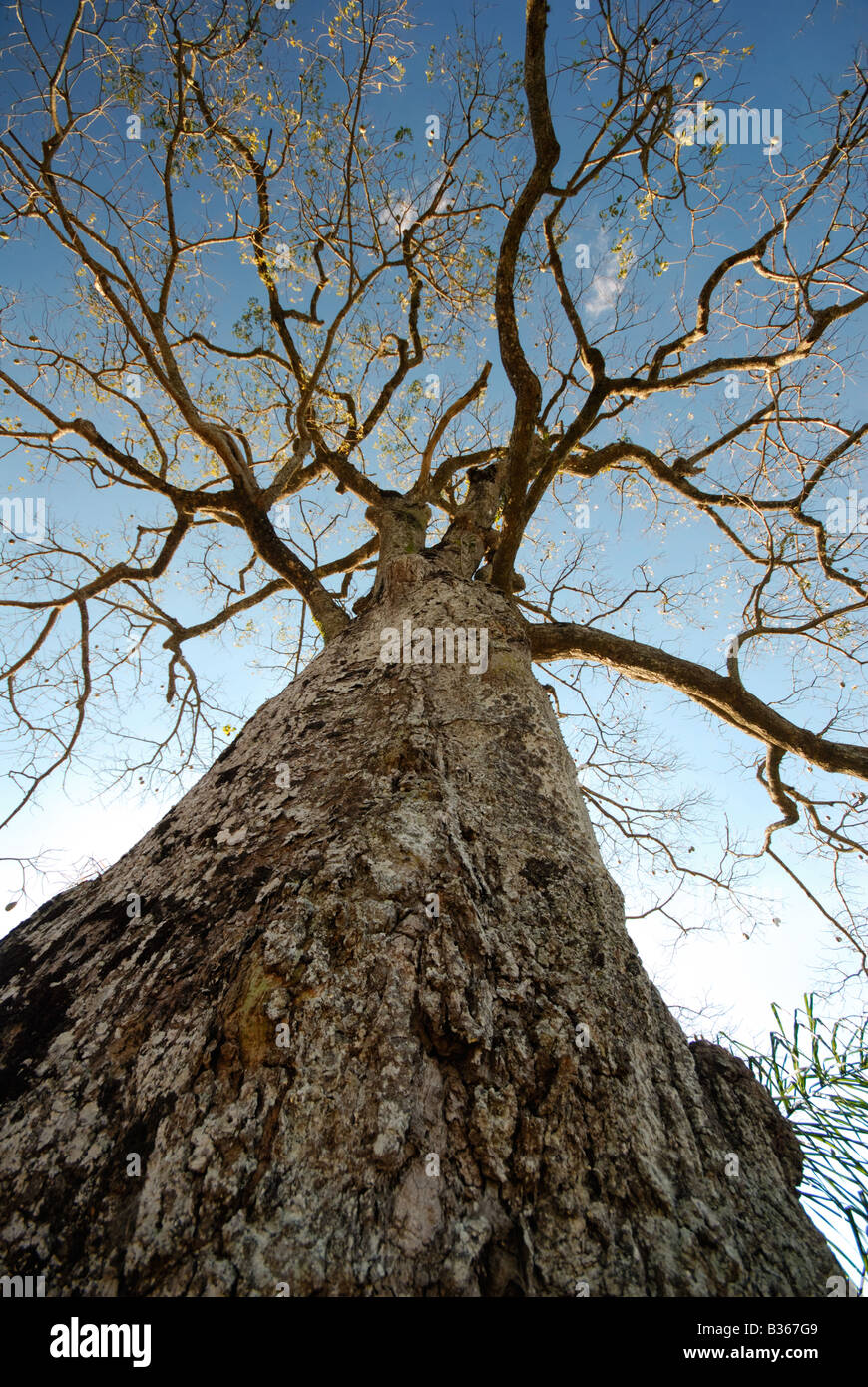 Deciduous cotton silk tree Stock Photo