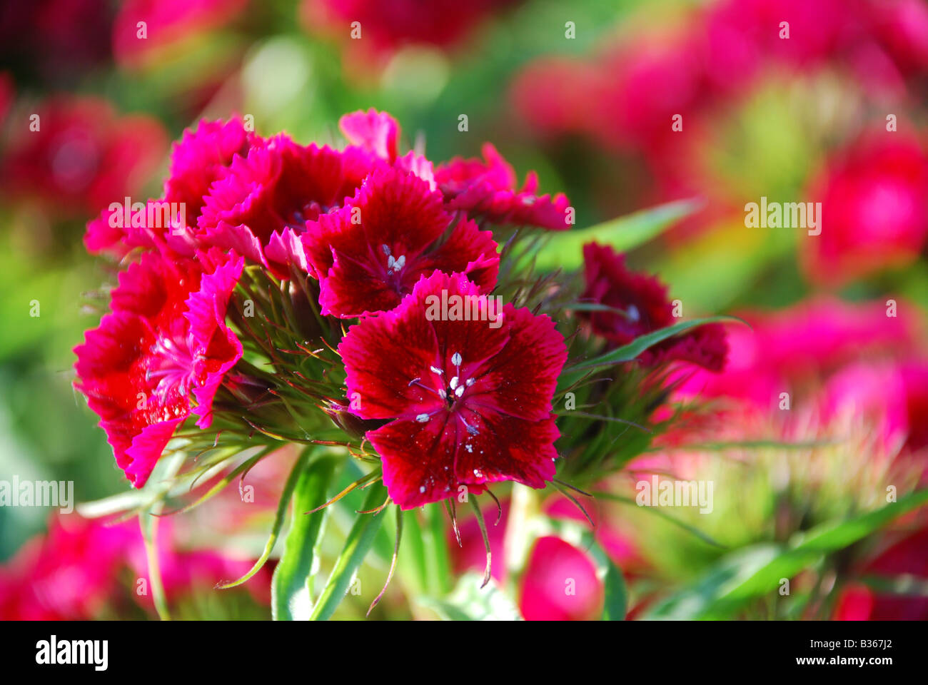 CLOSE-UP OF RED WILD FLOWERS Stock Photo