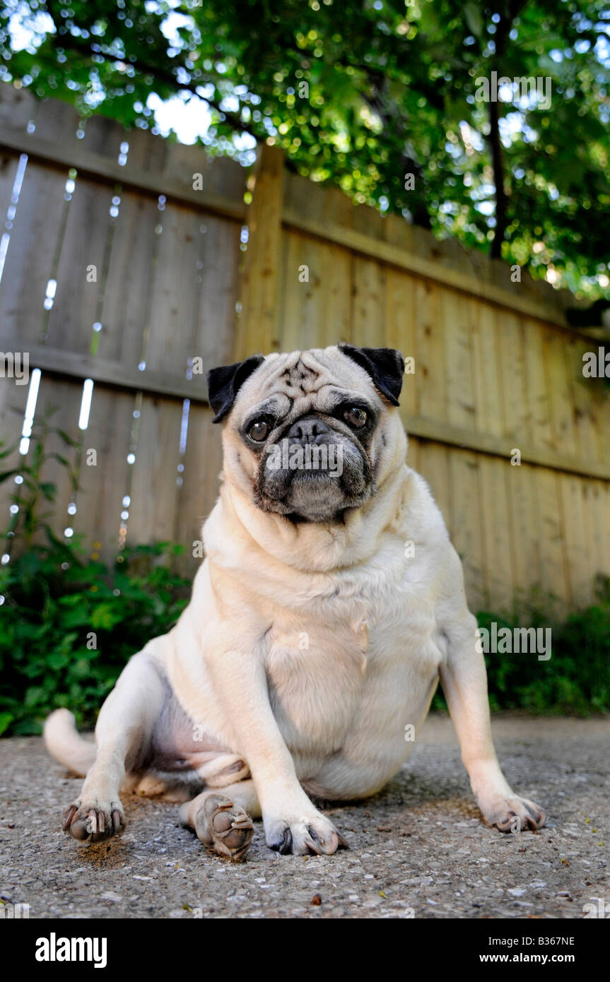 pug dog sits in driveway looking at camera Stock Photo Alamy