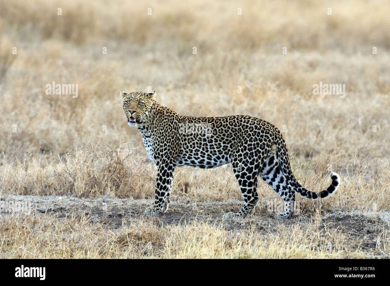 African Leopard, male standing on the plains calling a female (Panthera pardus), Ndutu, Ngorongoro, Tanzania Stock Photo