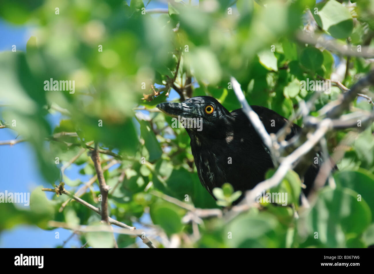 A large black bird with vivid yellow eyes hides within a bush in Ecuador's Galapagos Islands. Stock Photo