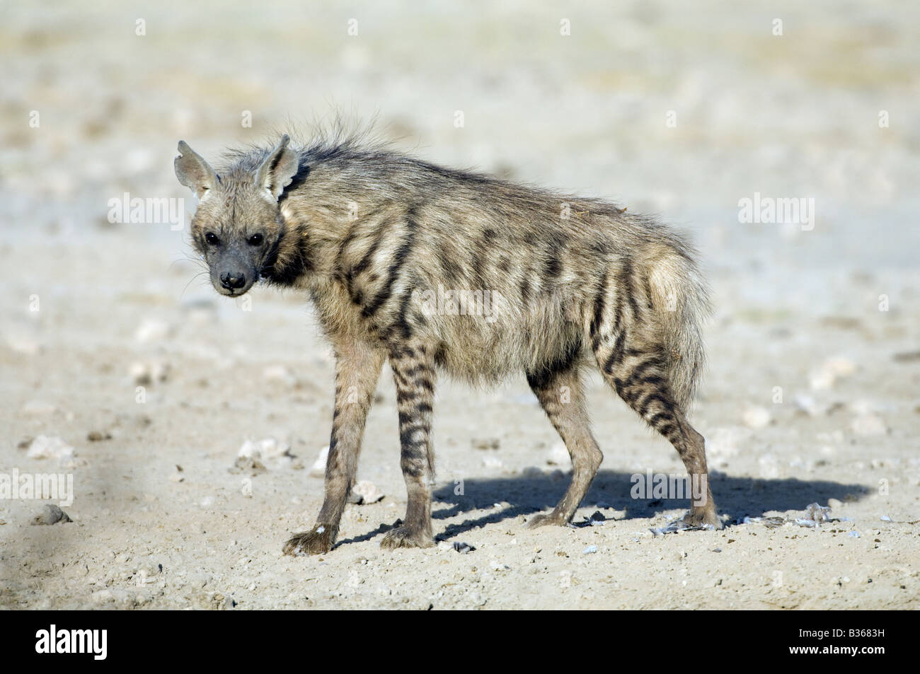 Striped hyena (Hyaene hyaena) standing on the plains, Ndutu, Ngorongoro, Tanzania Stock Photo
