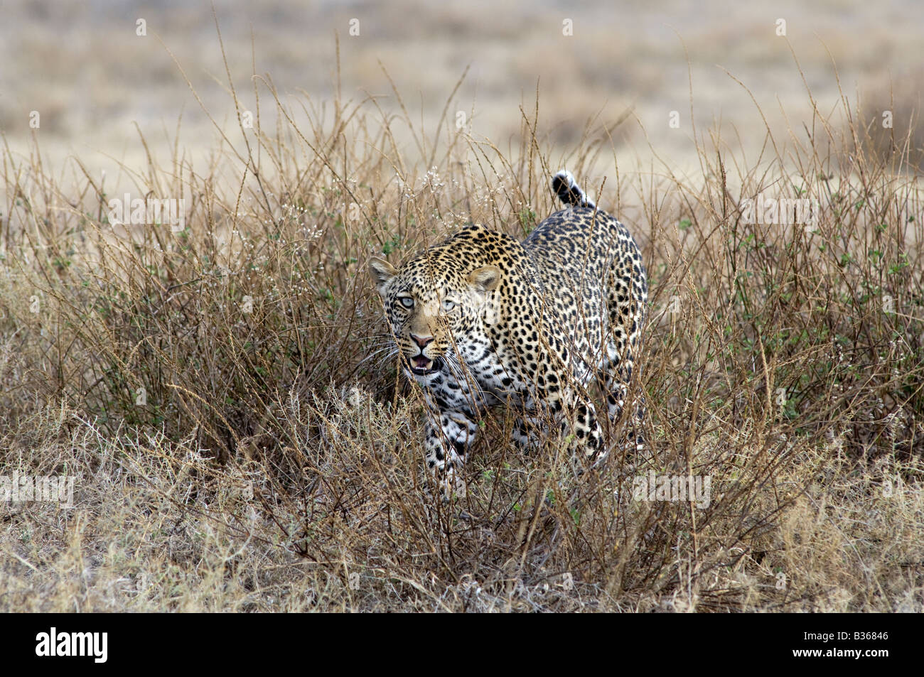 Leopard Camouflage High Resolution Stock Photography And Images Alamy