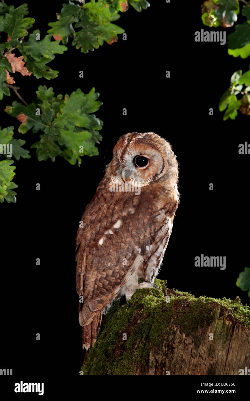 Tawney Owl Uk Hi res Stock Photography And Images Alamy tawney-owl-uk-hi-res-stock-photography-and-images-alamy